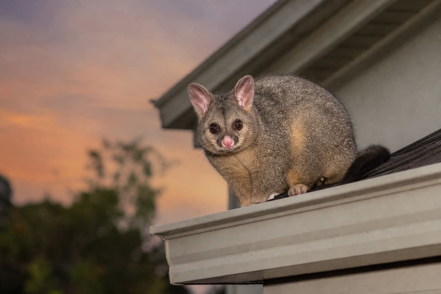 Possums pest control service